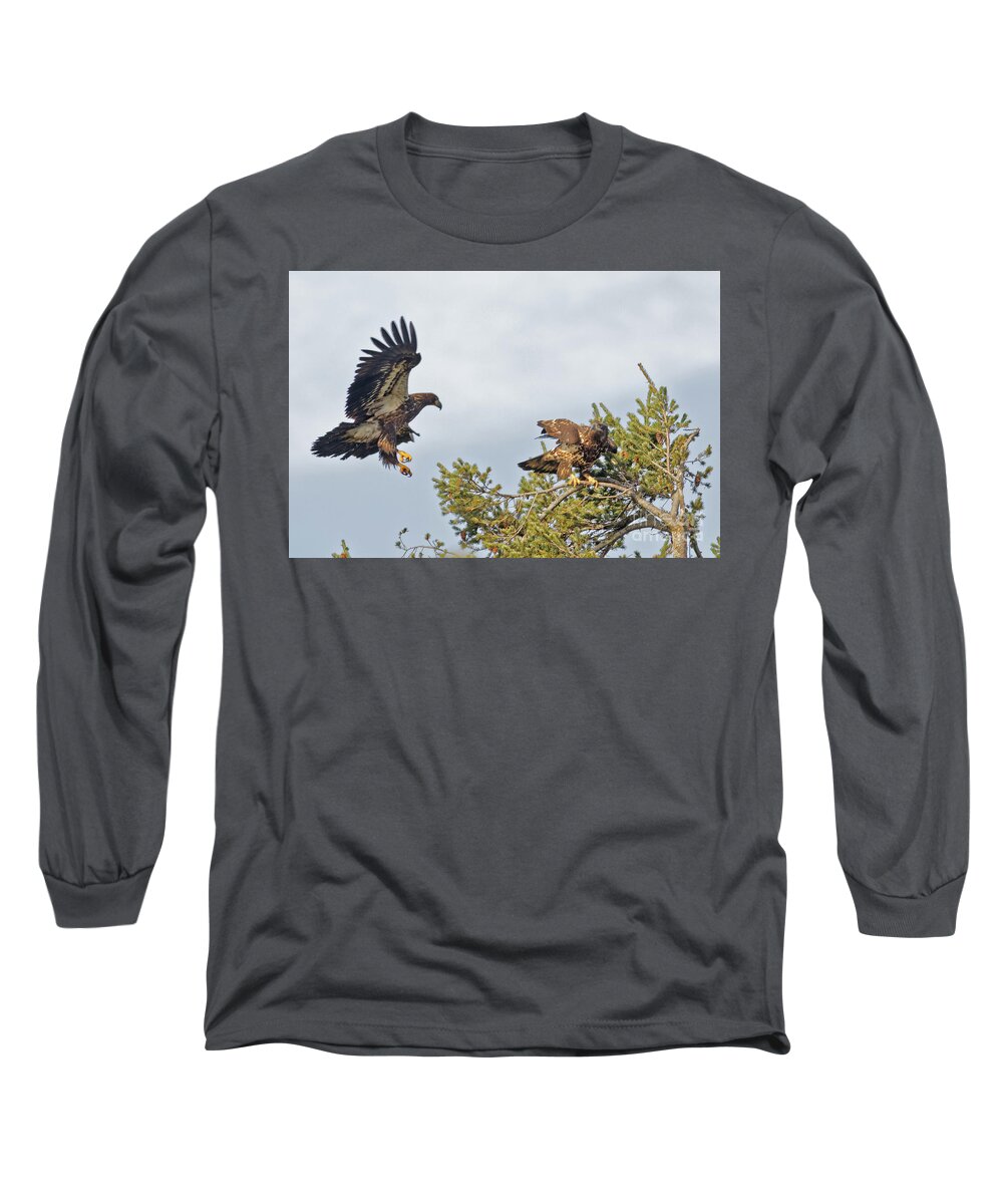 American Bald Eagle Long Sleeve T-Shirt featuring the photograph Juvenile Bald Eagles High in the Pines by Natural Focal Point Photography