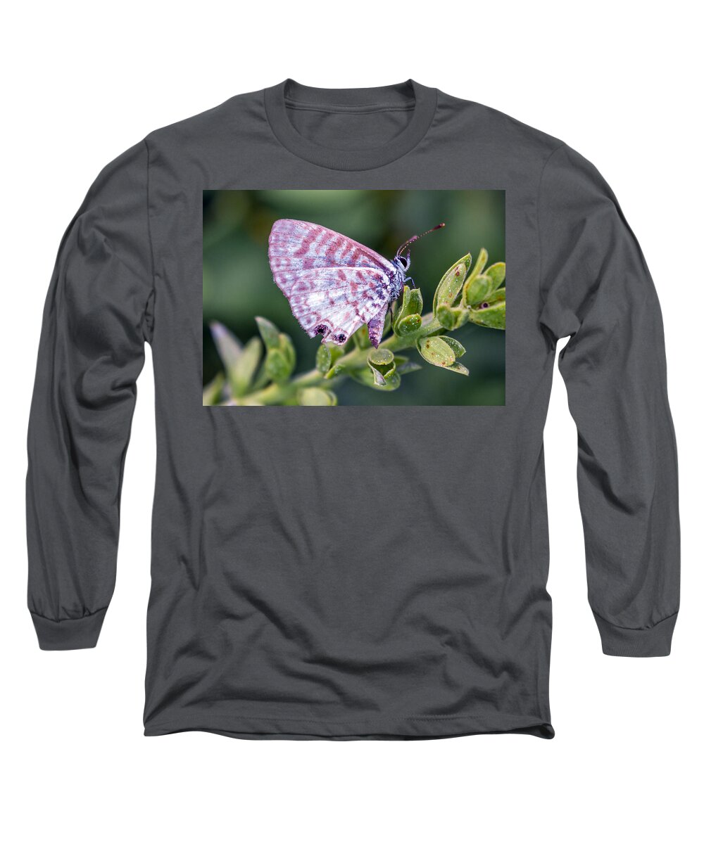 Animal Long Sleeve T-Shirt featuring the photograph Leptotes cassius by Traveler's Pics