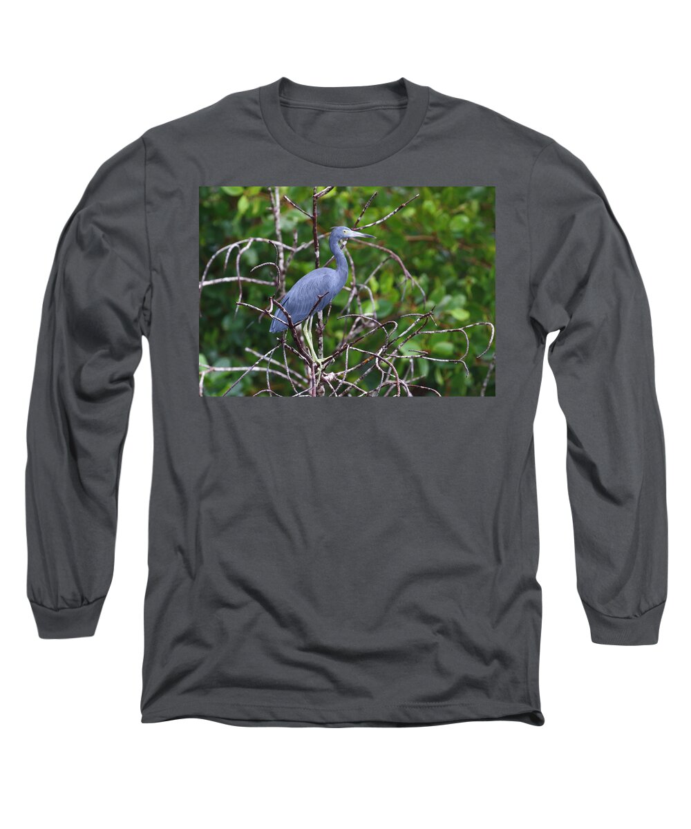 Caroni Swamp Long Sleeve T-Shirt featuring the photograph Little Blue At Trinidad's Caroni Swamp by Steve Wolfe