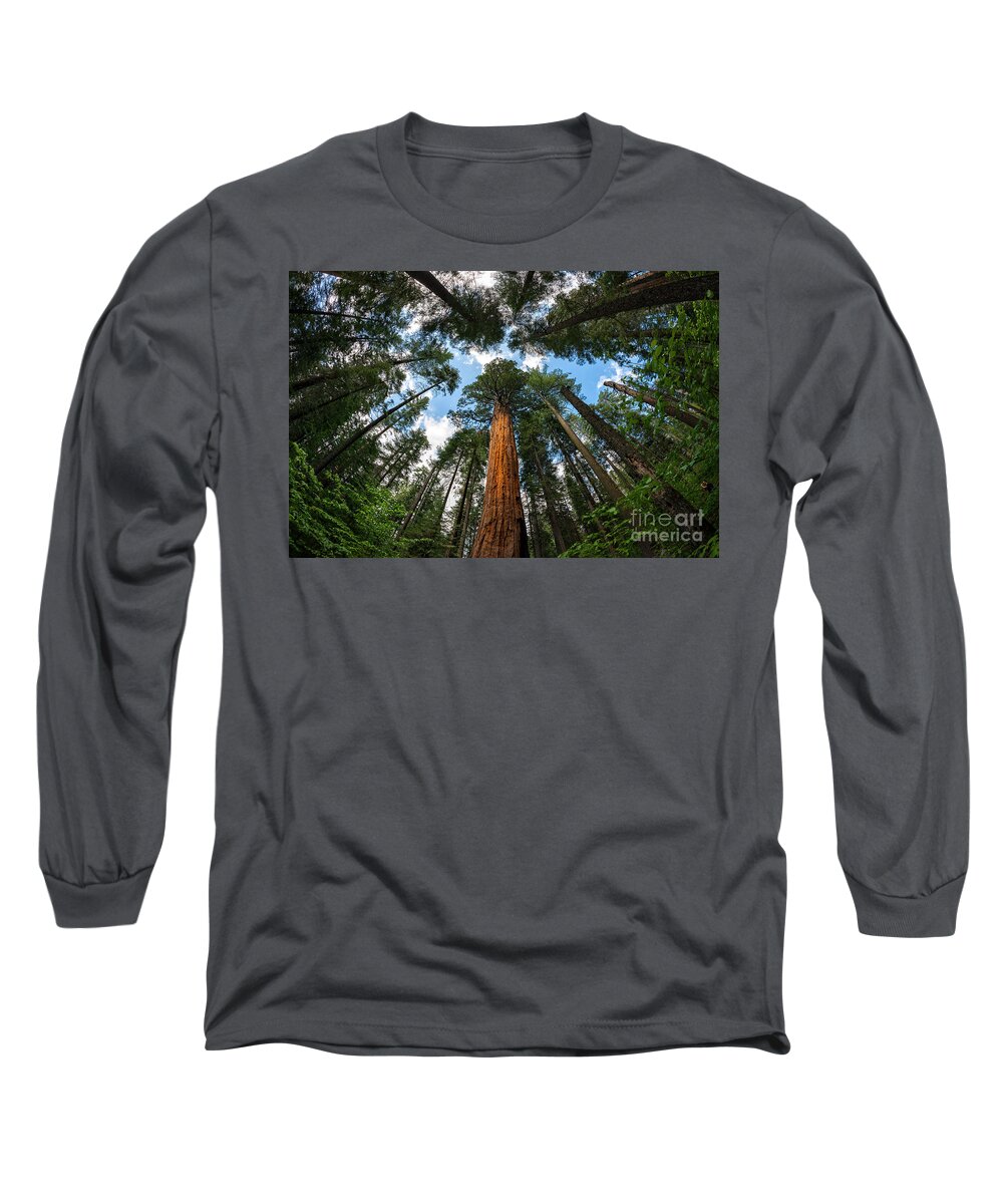 Trees Long Sleeve T-Shirt featuring the photograph Looking Up by Dianne Phelps