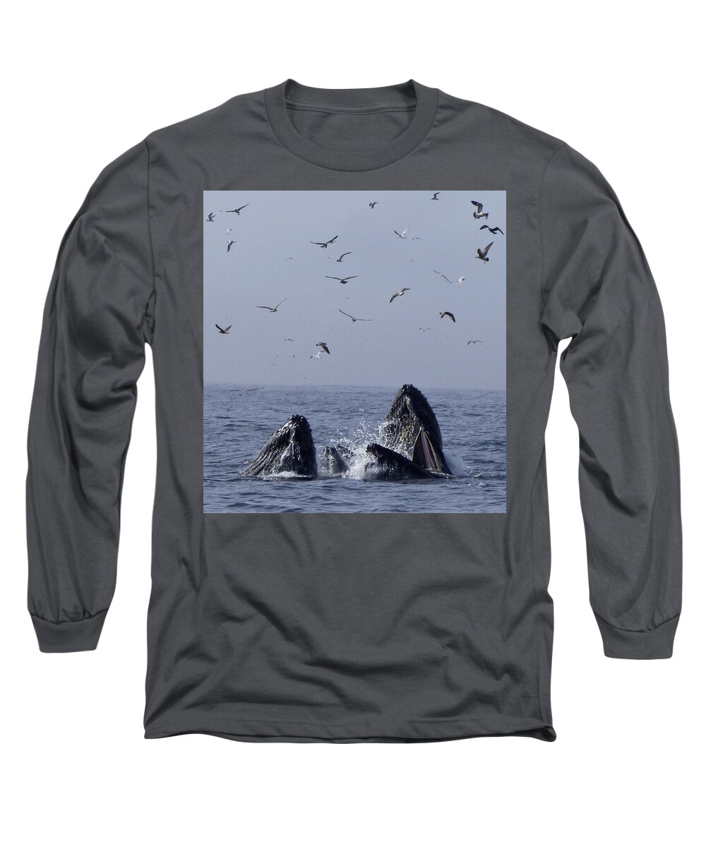 Humpback Whales Long Sleeve T-Shirt featuring the photograph Lunge Feeding Humpback Whales by Amelia Racca