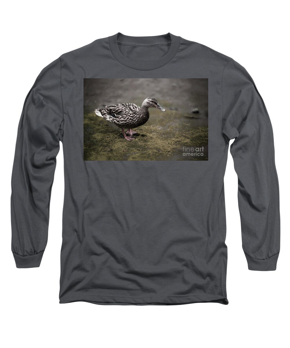 Birds Long Sleeve T-Shirt featuring the photograph Malard,Duckling by Sal Ahmed