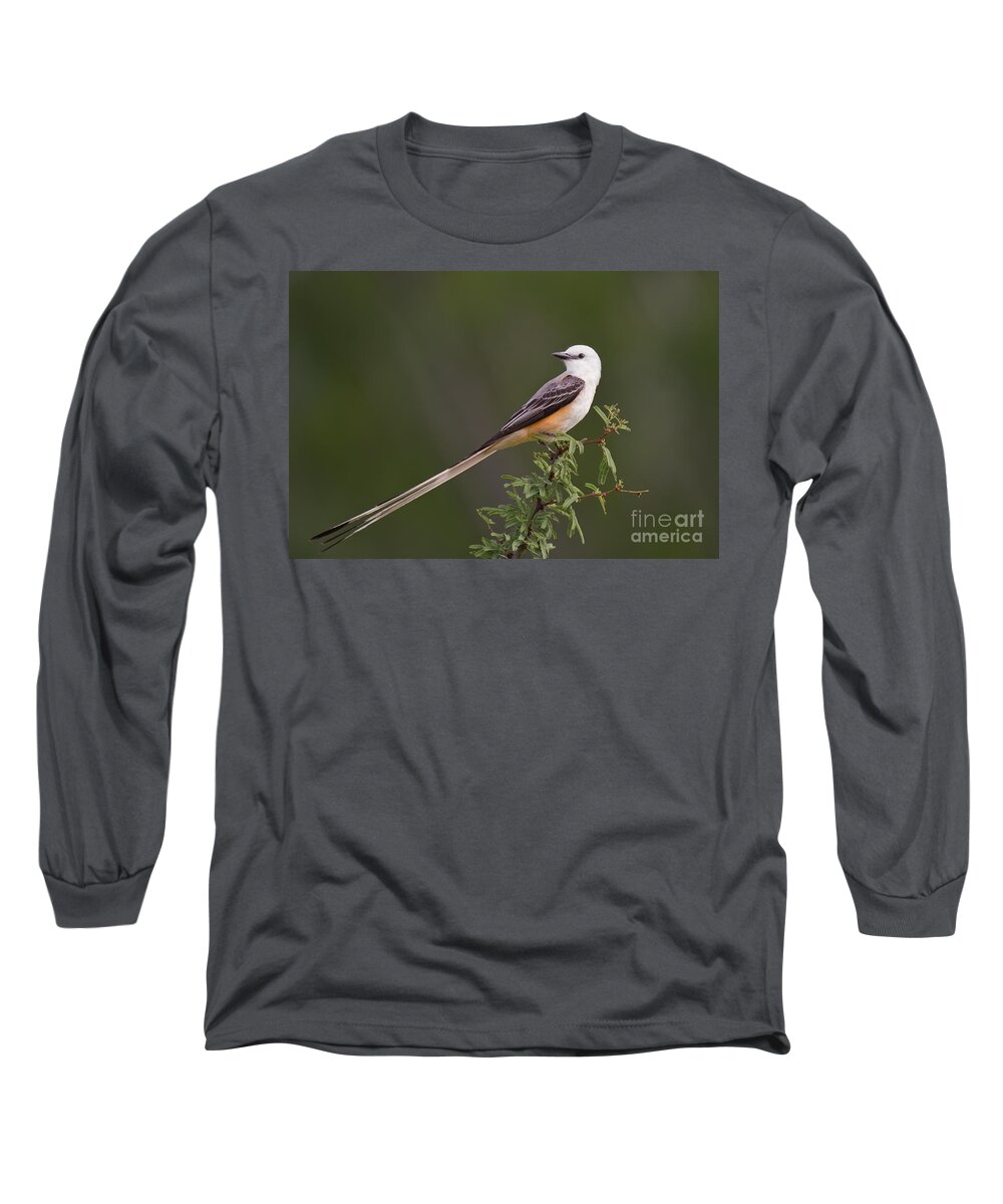 Dave Welling Long Sleeve T-Shirt featuring the photograph Male Scissor-tail Flycatcher Tyrannus Forficatus Wild Texas by Dave Welling