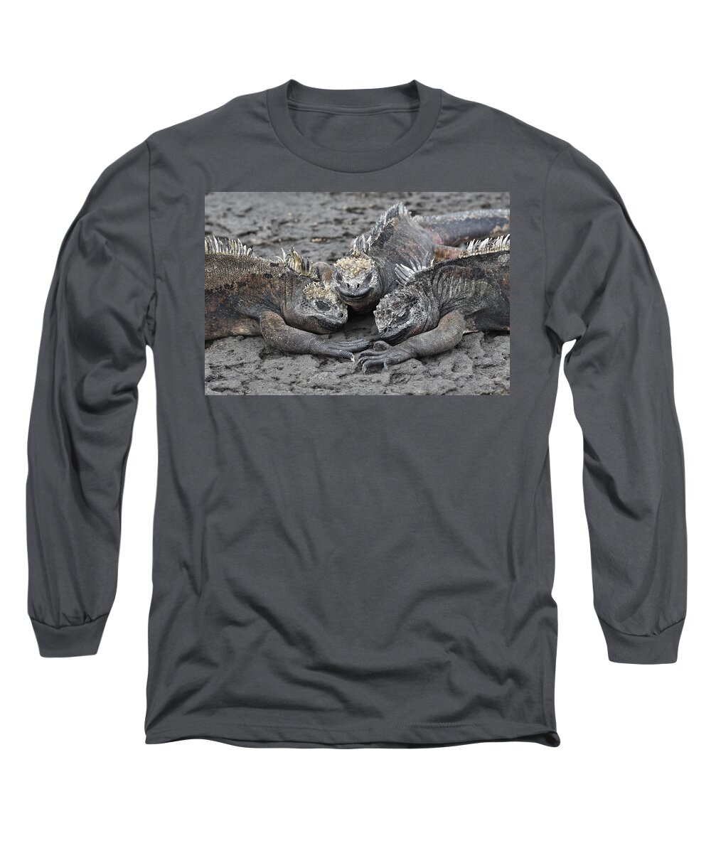 Iguana Long Sleeve T-Shirt featuring the photograph Marine Iguana Rendevous by Ben Foster