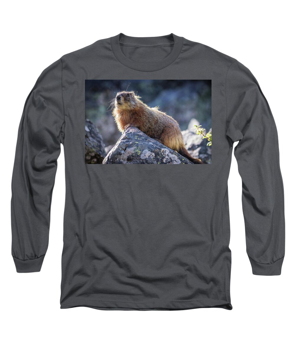 Marmot Long Sleeve T-Shirt featuring the photograph Marmot on Rock by Dana Foreman