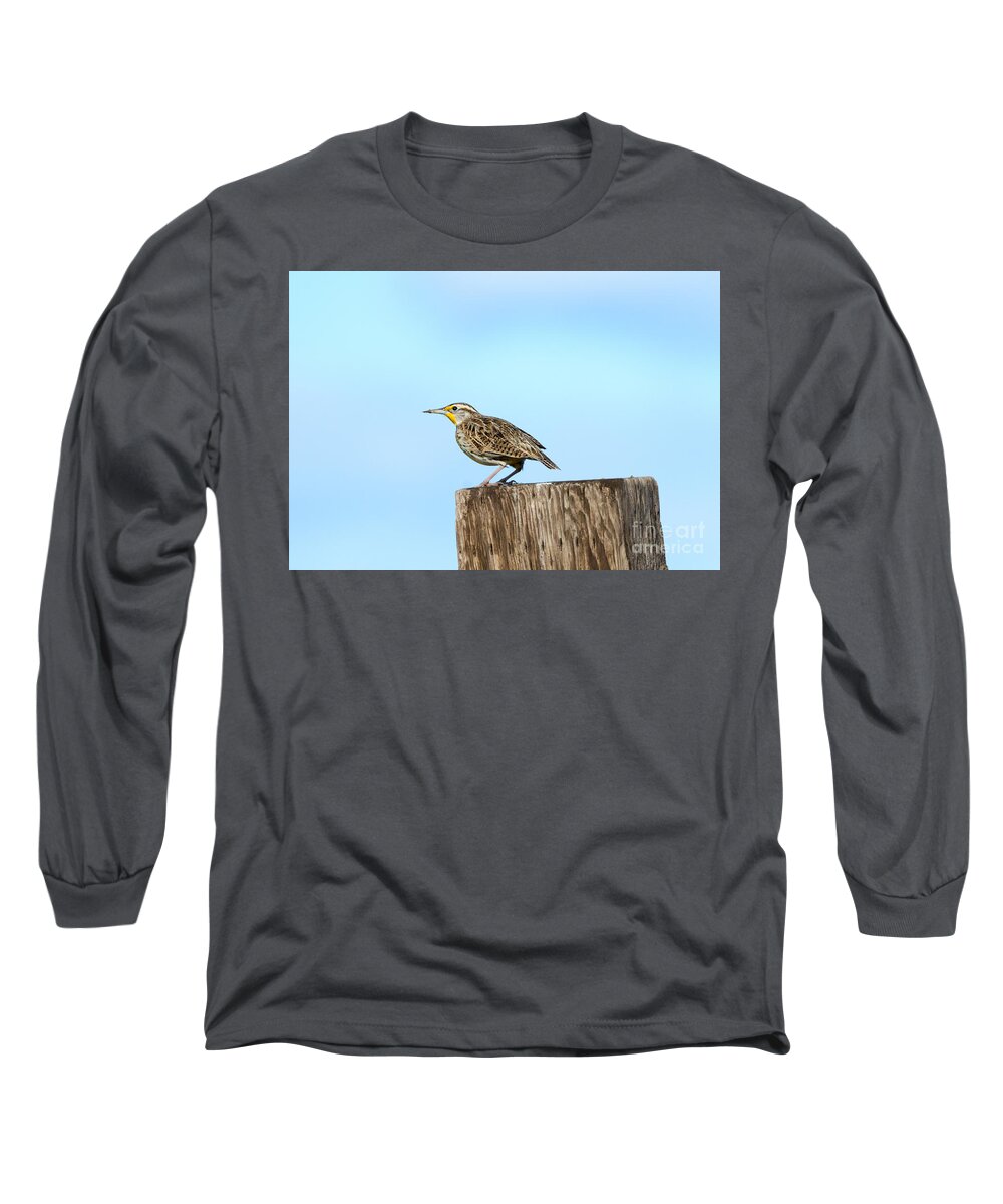 Meadowlark Long Sleeve T-Shirt featuring the photograph Meadowlark Roost by Michael Dawson