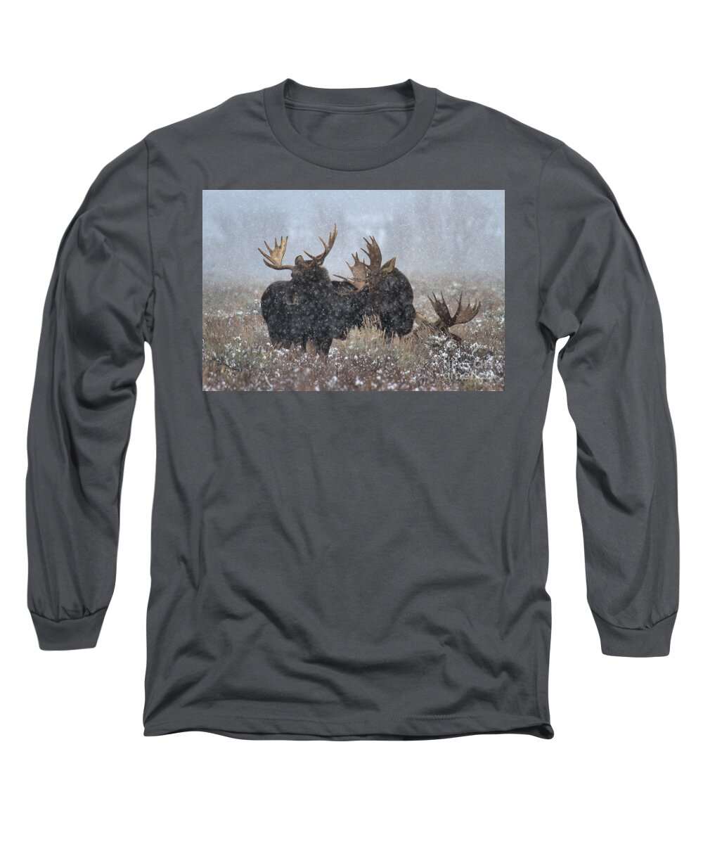 Moose Long Sleeve T-Shirt featuring the photograph Moose Antlers In The Snow by Adam Jewell