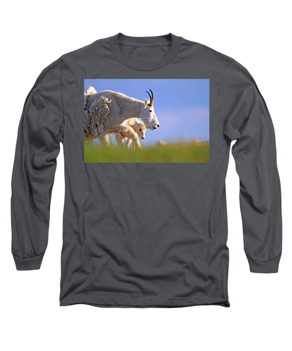 Mountain Goat Long Sleeve T-Shirt featuring the photograph Mountain Goat Light by Scott Mahon
