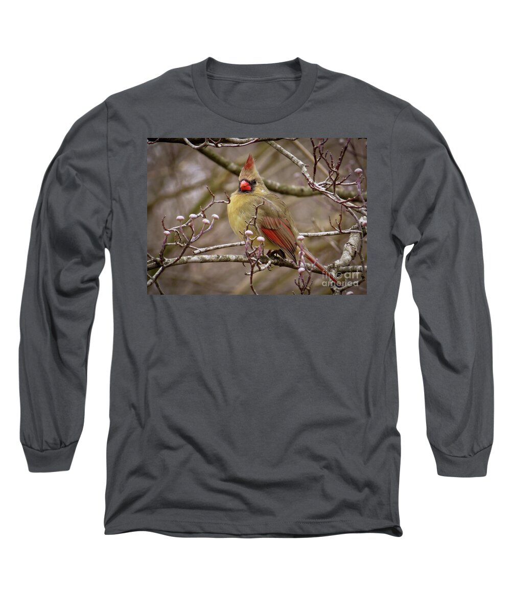 Cardinal Long Sleeve T-Shirt featuring the photograph Mrs Cardinal by Douglas Stucky