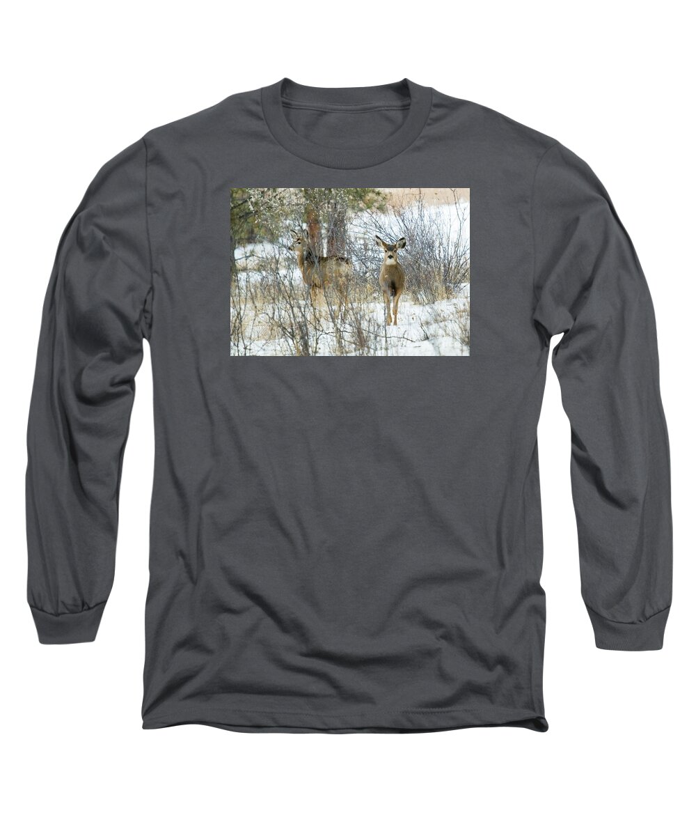 Deer Long Sleeve T-Shirt featuring the photograph Mule Deer Does in Snow by Steven Krull
