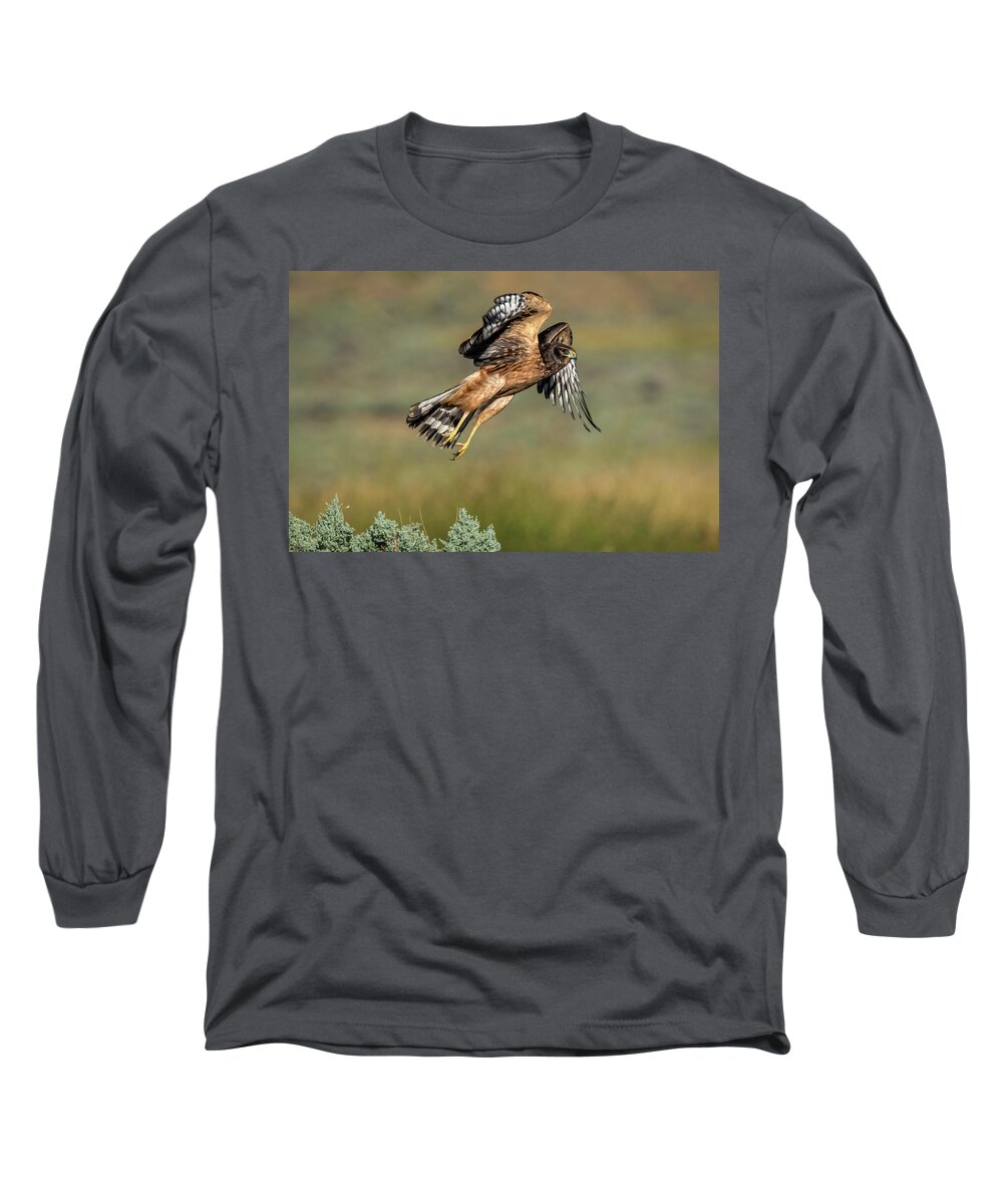 Raptor Long Sleeve T-Shirt featuring the photograph Northern Harrier by Rick Mosher