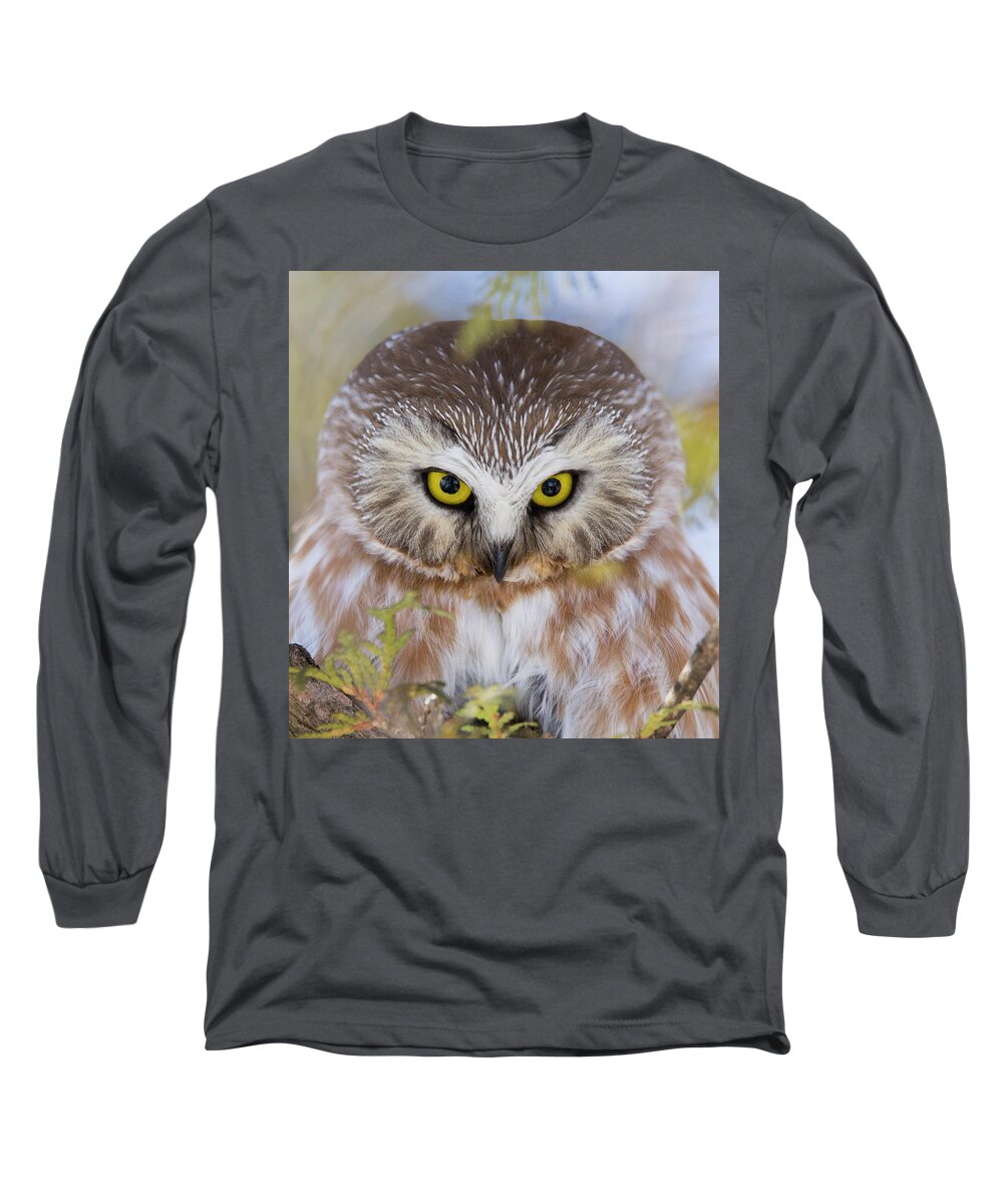 Northern Saw-whet Owl Long Sleeve T-Shirt featuring the photograph Northern Saw-whet Owl Portrait by Mircea Costina Photography