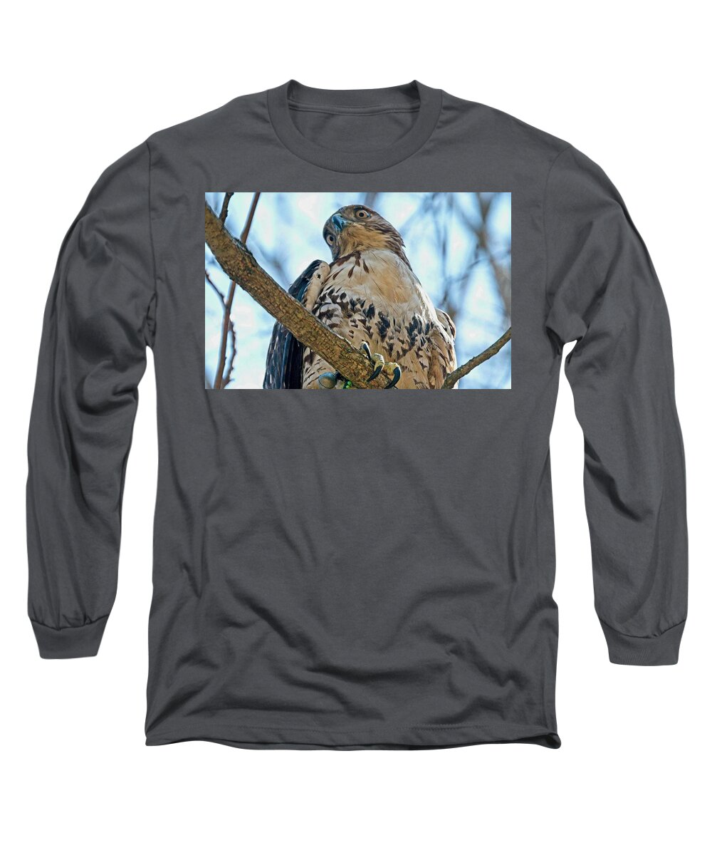 Red Tail Hawk Long Sleeve T-Shirt featuring the photograph On a Limb by Charles HALL