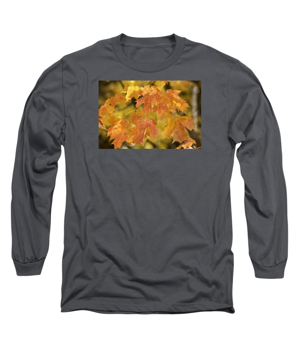 Maple Leaves Long Sleeve T-Shirt featuring the photograph Orange Maples by Mark Harrington