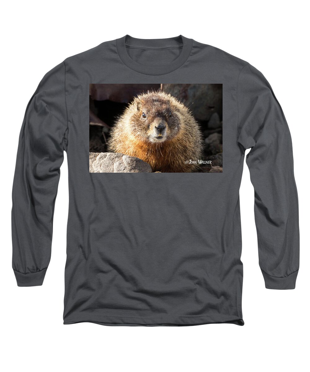 Mount Washburn Long Sleeve T-Shirt featuring the photograph Pearly... Not So Whites by Joan Wallner