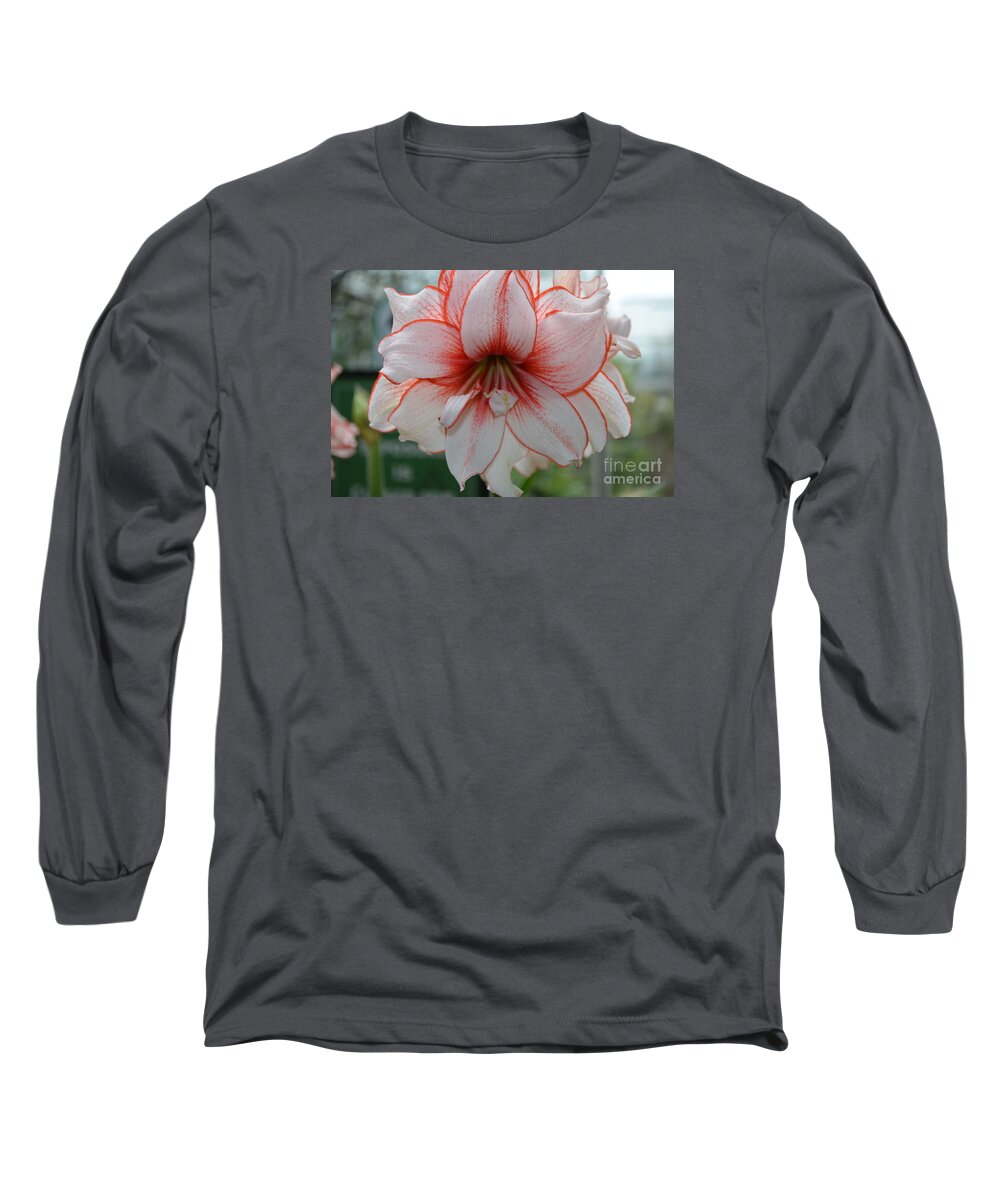 Amarylis Long Sleeve T-Shirt featuring the photograph Perfect Amarylis by DejaVu Designs