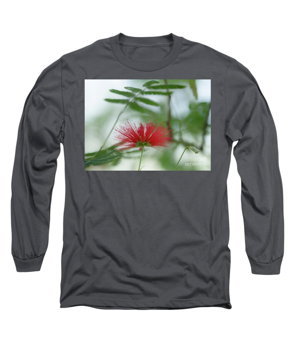 Albizia Julibrissin Long Sleeve T-Shirt featuring the photograph Persian Silk Tree Flower by Eva Lechner