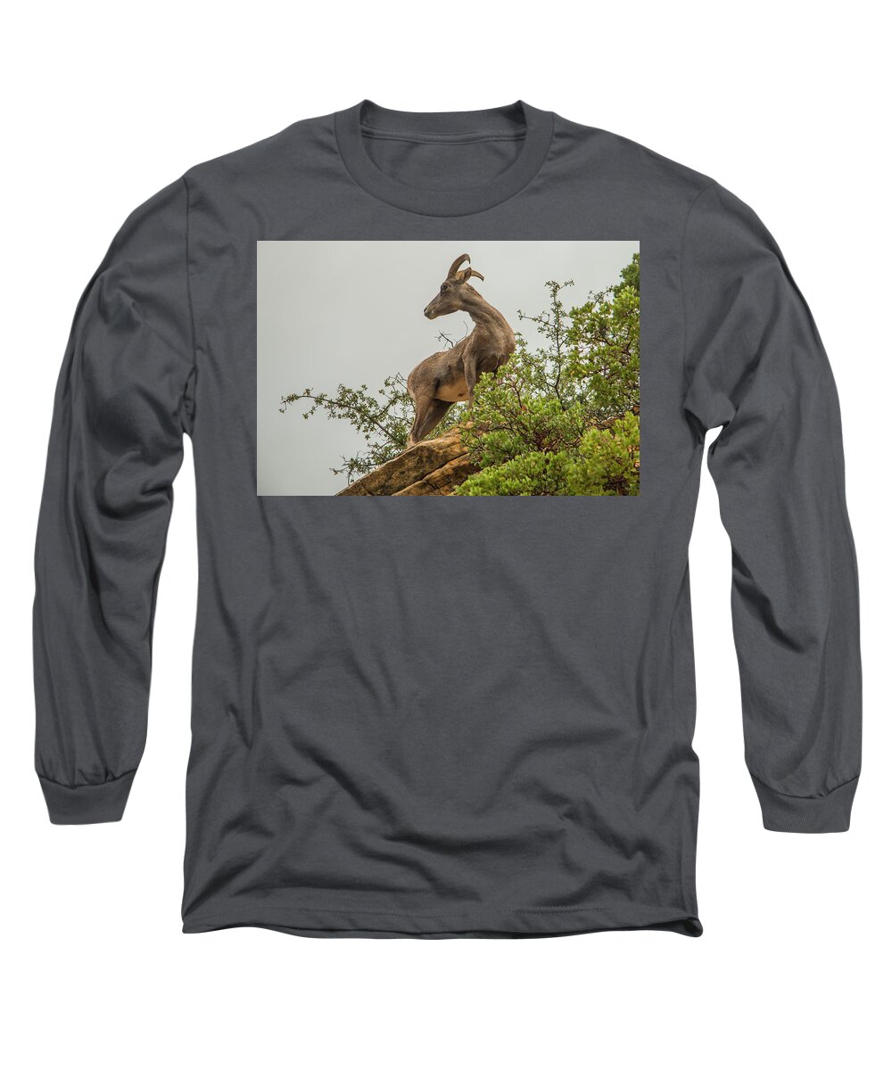 National Park Long Sleeve T-Shirt featuring the photograph Posing for the Camera by Doug Scrima