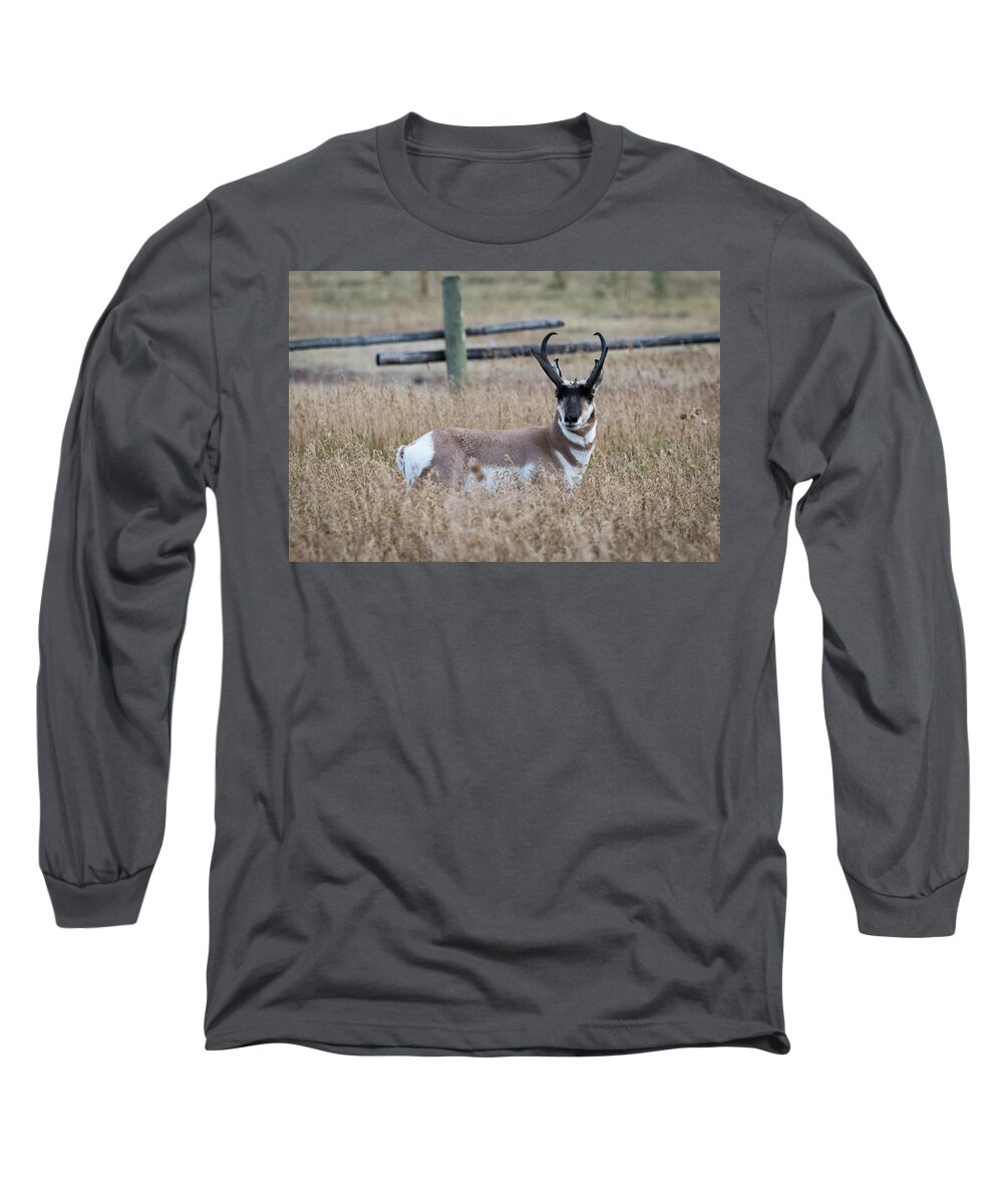 Grand Tetons Long Sleeve T-Shirt featuring the photograph Pronghorn Antelope by Norman Reid