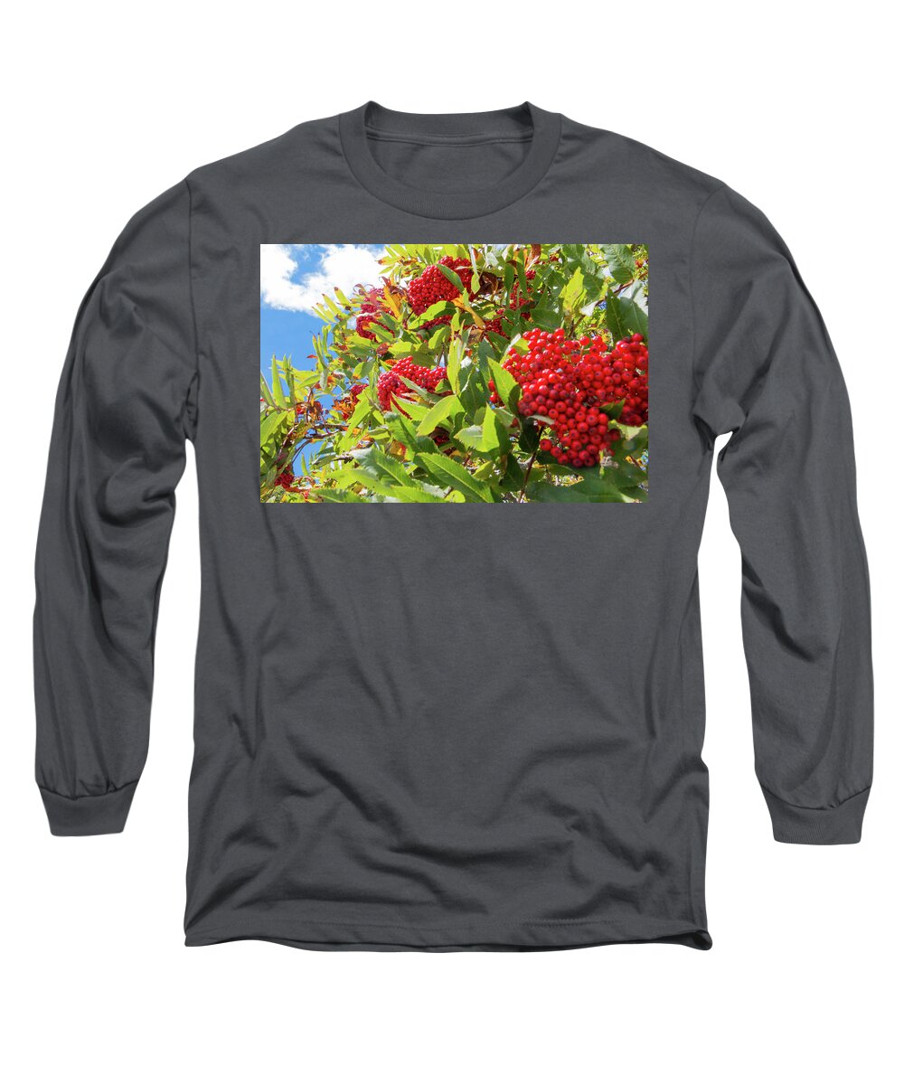 Red Long Sleeve T-Shirt featuring the photograph Red Berries, Blue Skies by D K Wall