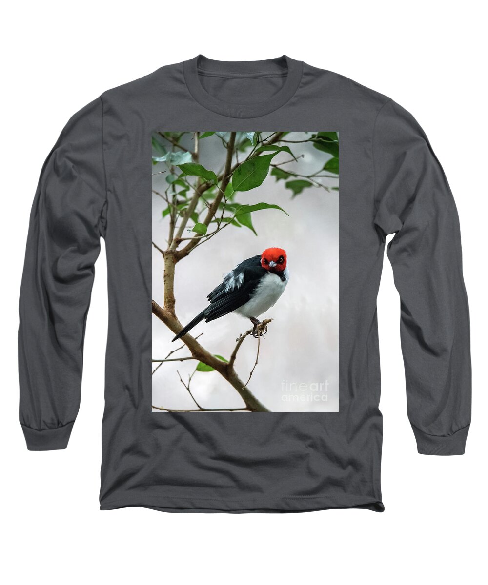 South America Long Sleeve T-Shirt featuring the photograph Red Capped Cardinal by Ed Taylor