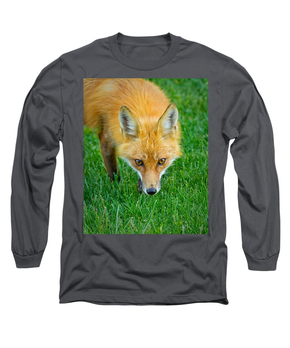 Brian Caldwell Long Sleeve T-Shirt featuring the photograph Red Fox Stare by Brian Caldwell