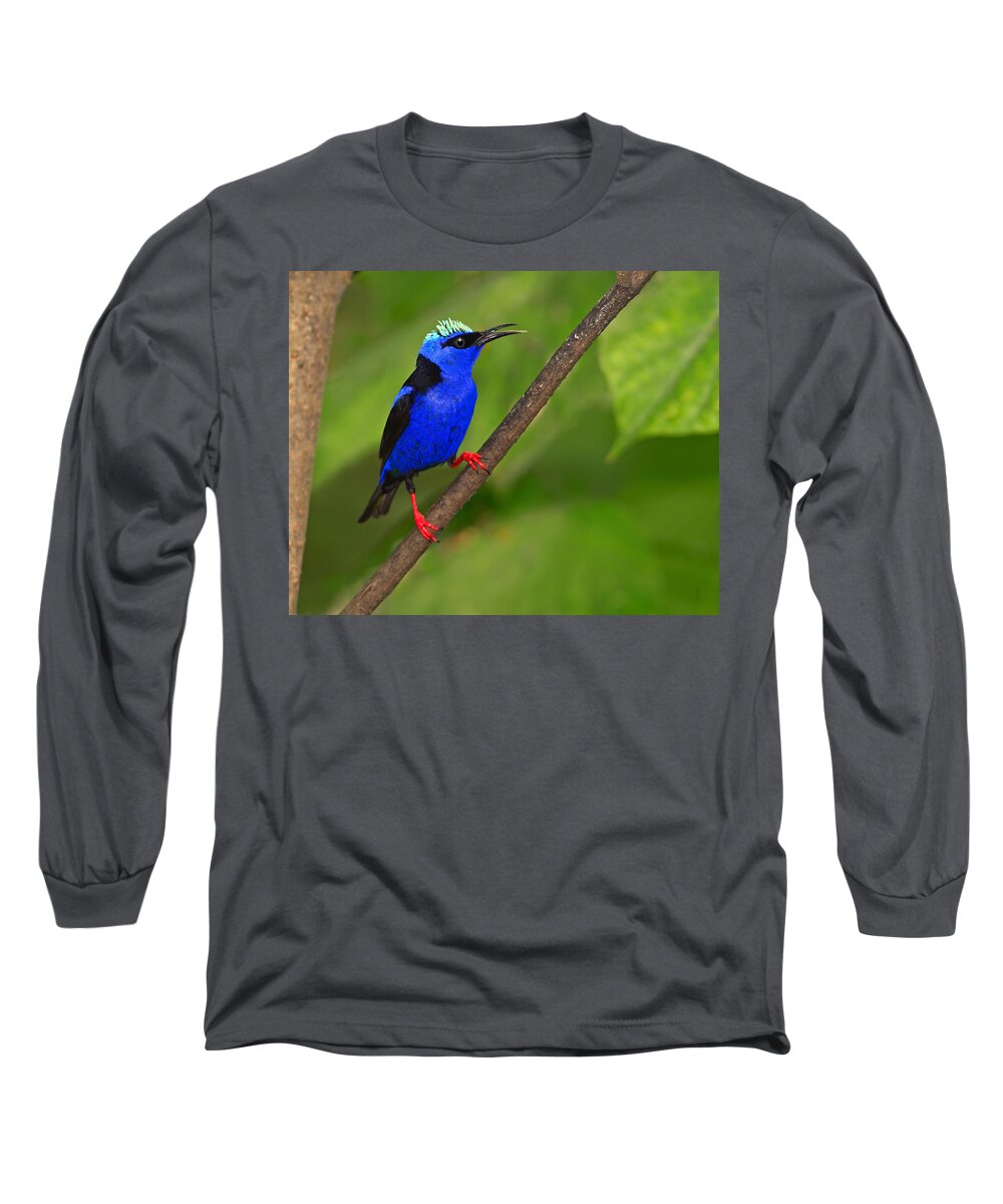 Red-legged Honeycreeper Long Sleeve T-Shirt featuring the photograph Red-legged Honeycreeper by Tony Beck