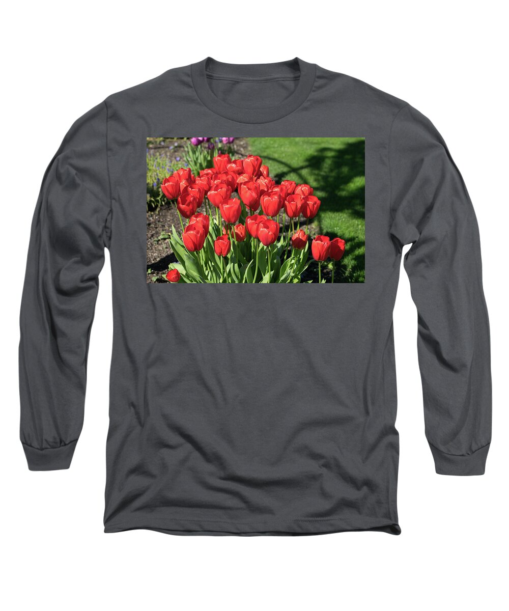 Red; Tulips; Springtime; Flowers; Bouquet; Skagit County; Spring; Farm; Fertile; Crops; Agriculture; Mt Vernon; Farmland; Plant; Grow; Cultivate; Harvest; Rural; Beauty; Washington; Skagit County Long Sleeve T-Shirt featuring the photograph Red Royalty by Tom Cochran