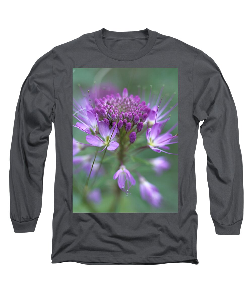 Mp Long Sleeve T-Shirt featuring the photograph Rocky Mountain Bee Plant Cleome by Tim Fitzharris