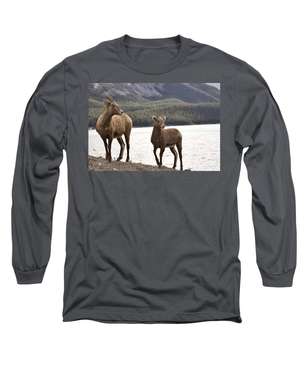Sheep Long Sleeve T-Shirt featuring the digital art Rocky Mountain Sheep by Mark Duffy