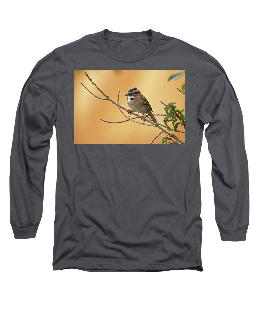 2015 Long Sleeve T-Shirt featuring the photograph Rufous-collared Sparrow by Jean-Luc Baron