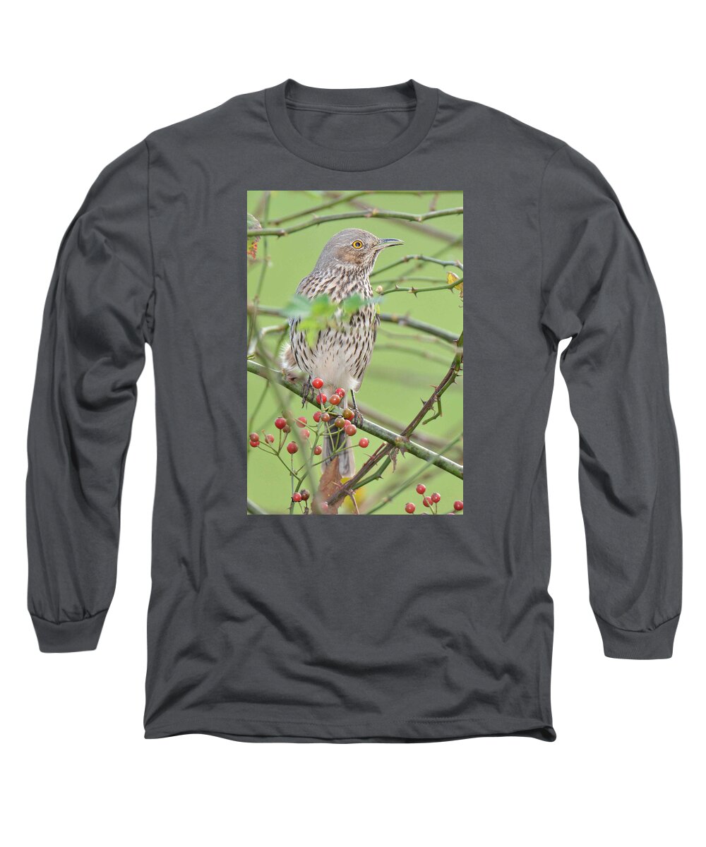Bird Long Sleeve T-Shirt featuring the photograph Sage Thrasher by Alan Lenk