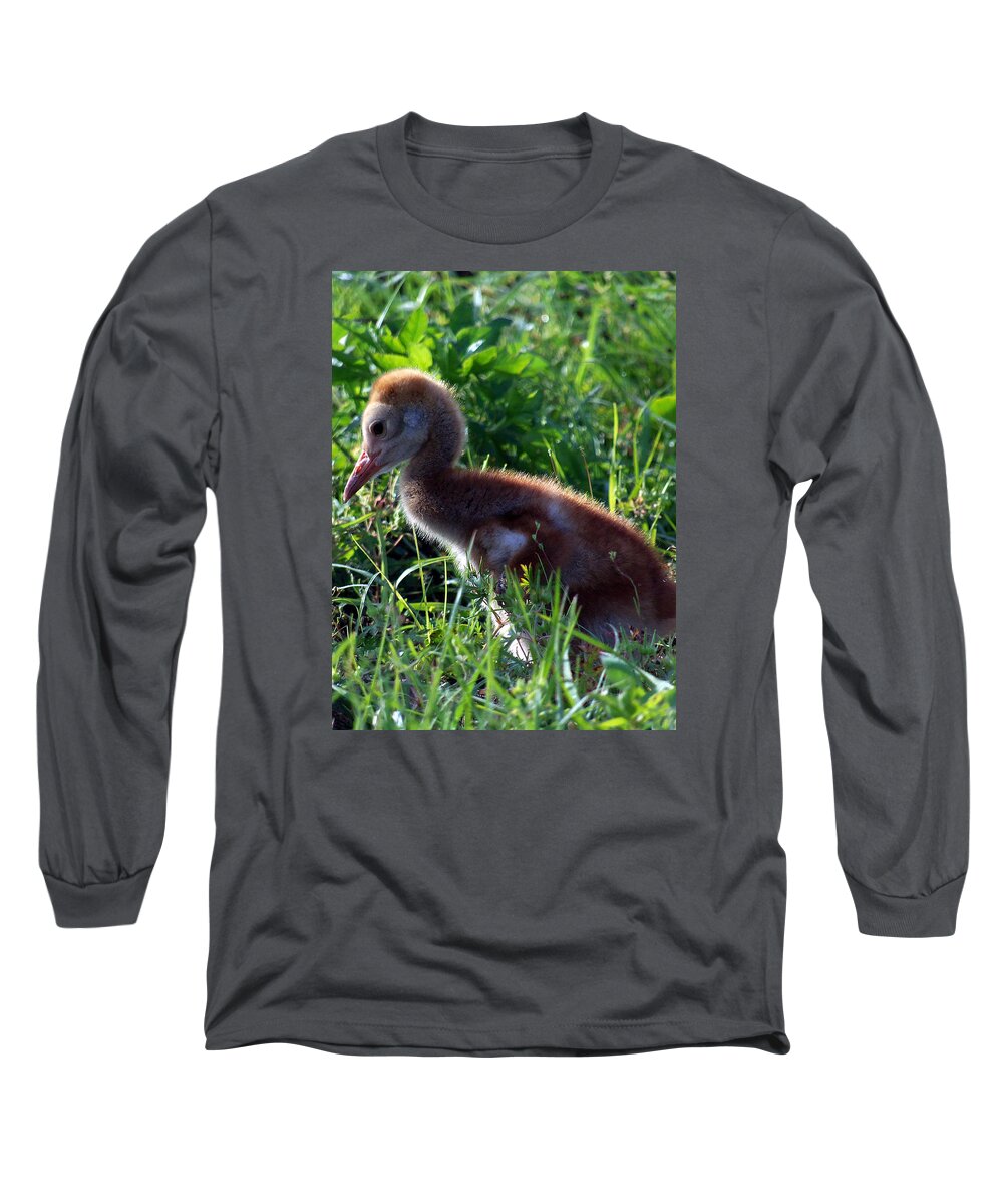 Animals Long Sleeve T-Shirt featuring the photograph Sandhill Crane Chick 087 by Christopher Mercer