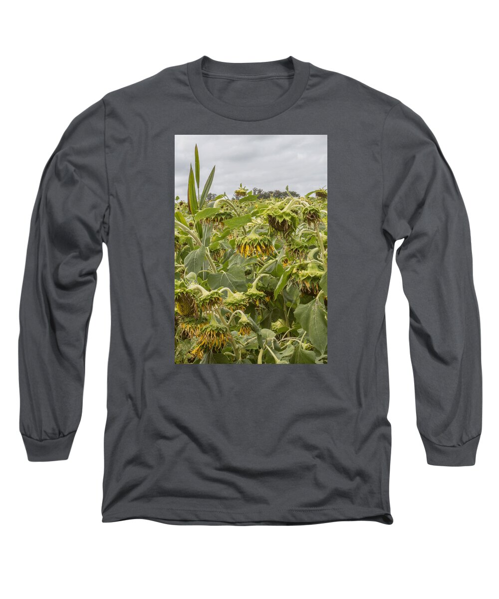 Sunflower Long Sleeve T-Shirt featuring the photograph Season's End by Arlene Carmel
