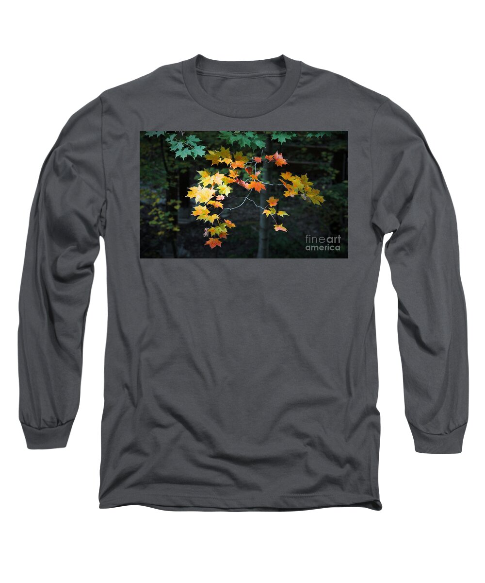 Fall Long Sleeve T-Shirt featuring the photograph Spotlight on Fall by Marcia Breznay