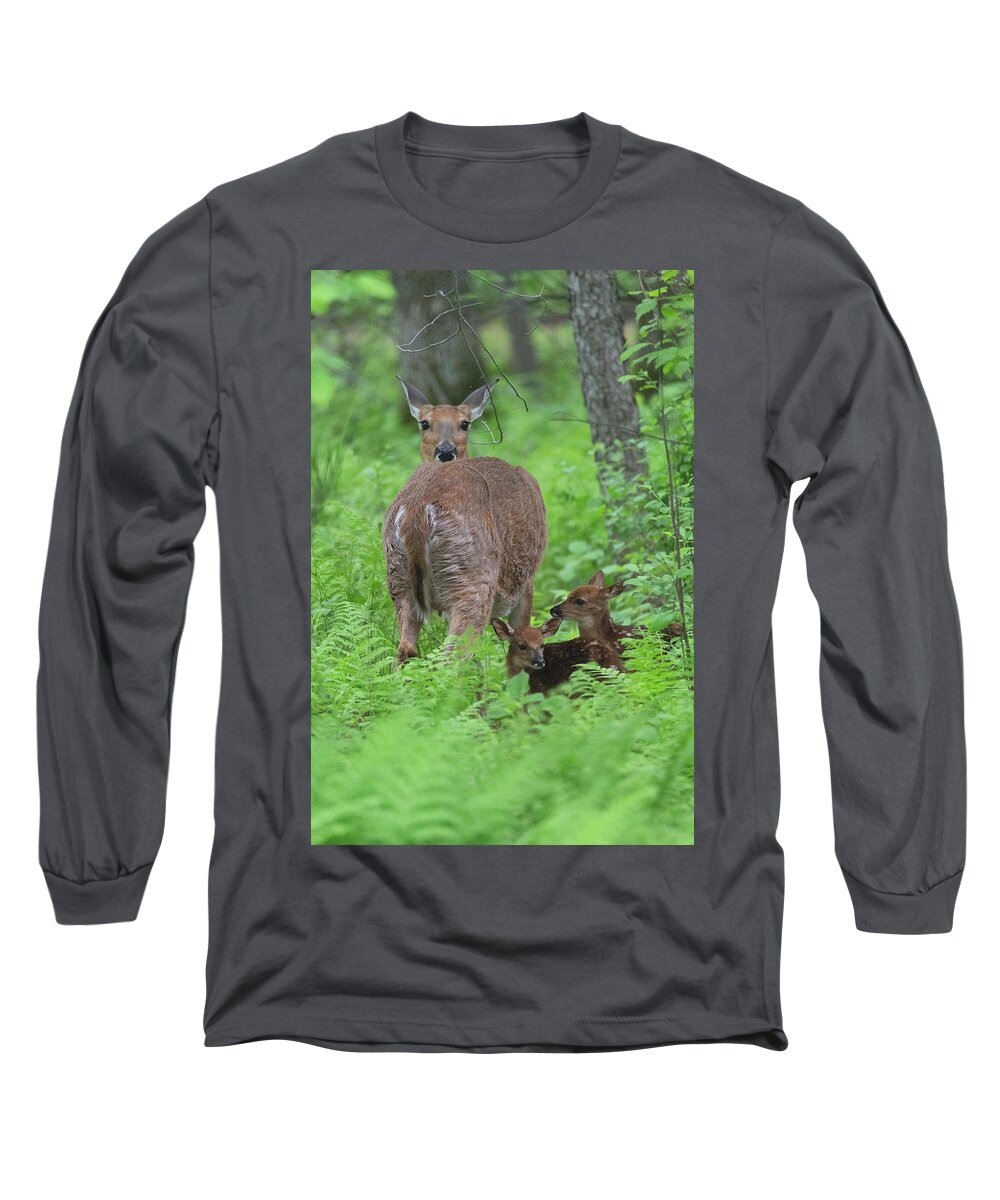 Deer Long Sleeve T-Shirt featuring the photograph Spring Fawns by Nancy Dunivin