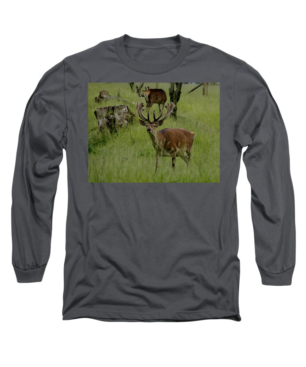 Deer Long Sleeve T-Shirt featuring the photograph Stag of the herd. by Elena Perelman