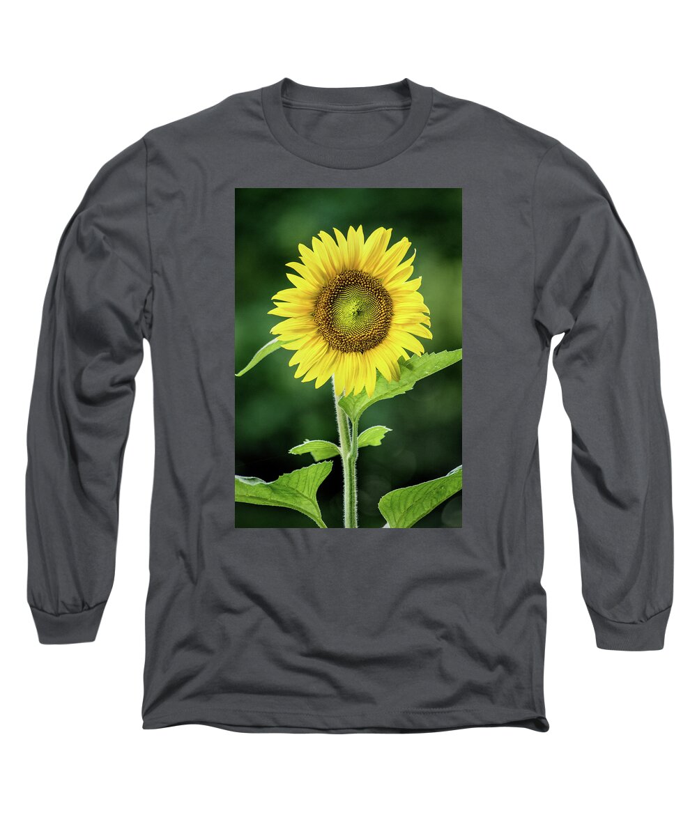 Flower Long Sleeve T-Shirt featuring the photograph Sunflower in Bloom by Don Johnson