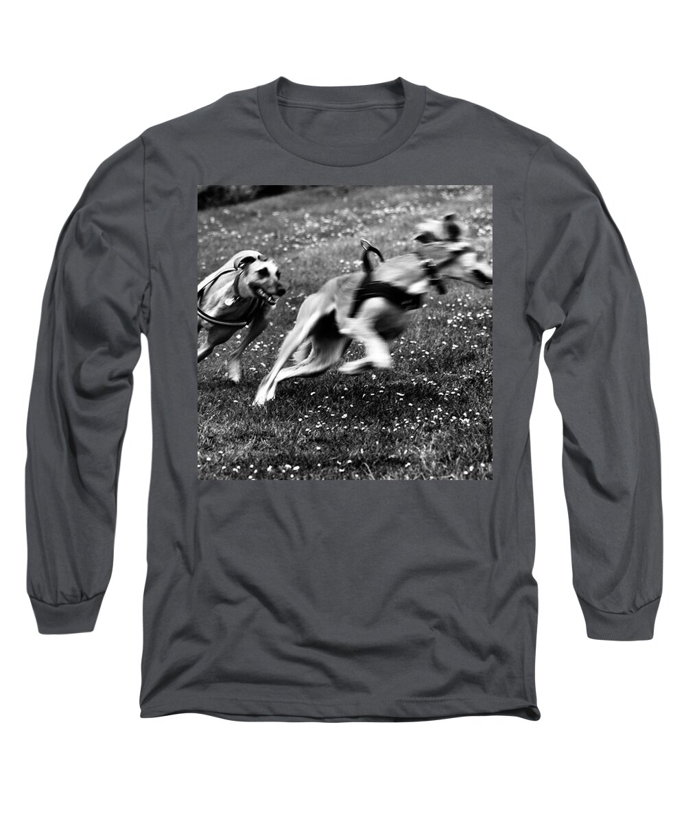 Persiangreyhound Long Sleeve T-Shirt featuring the photograph The Chasing Game. Ava Loves Being by John Edwards