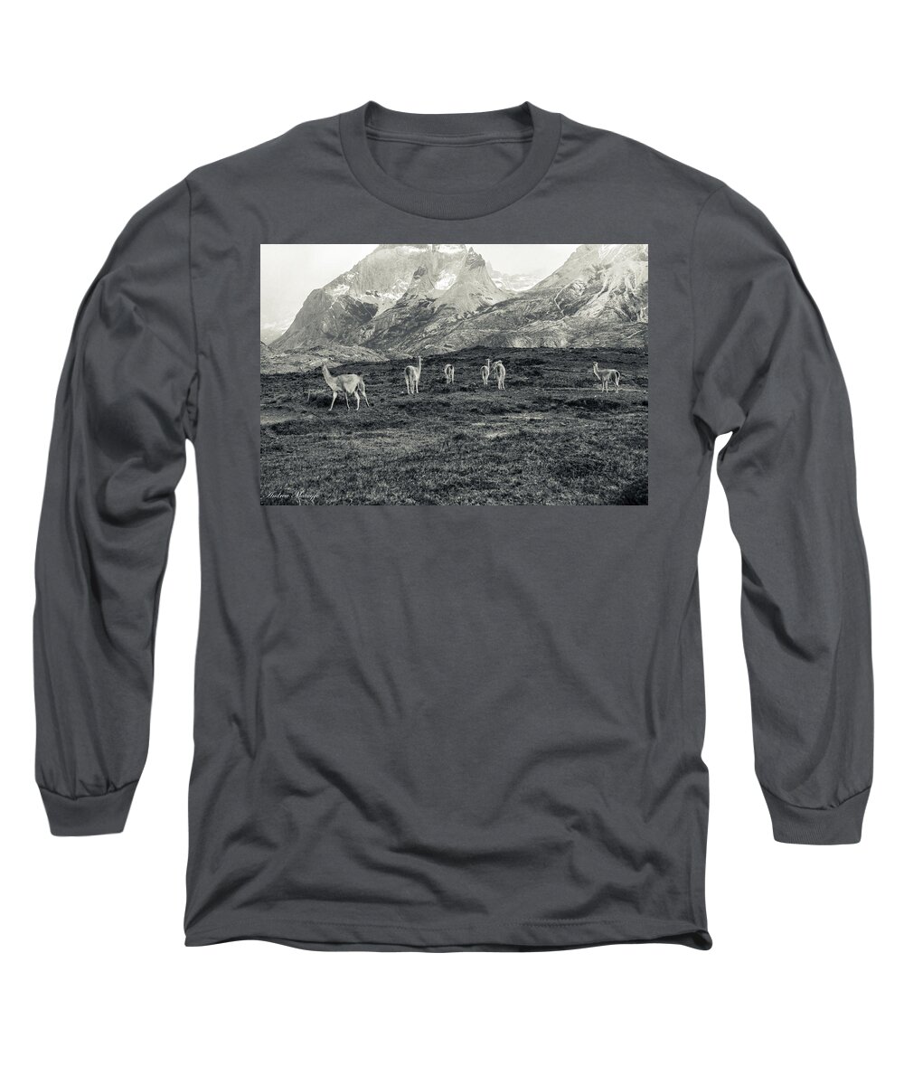 Animal Long Sleeve T-Shirt featuring the photograph The Lamas by Andrew Matwijec