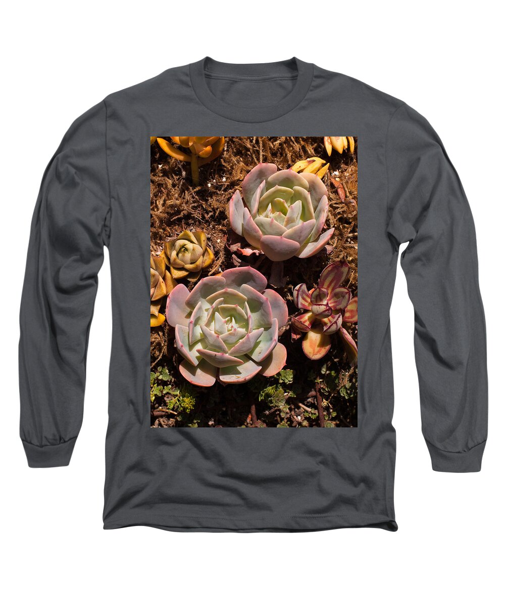 Succulents Long Sleeve T-Shirt featuring the photograph Two Succulents by Catherine Lau