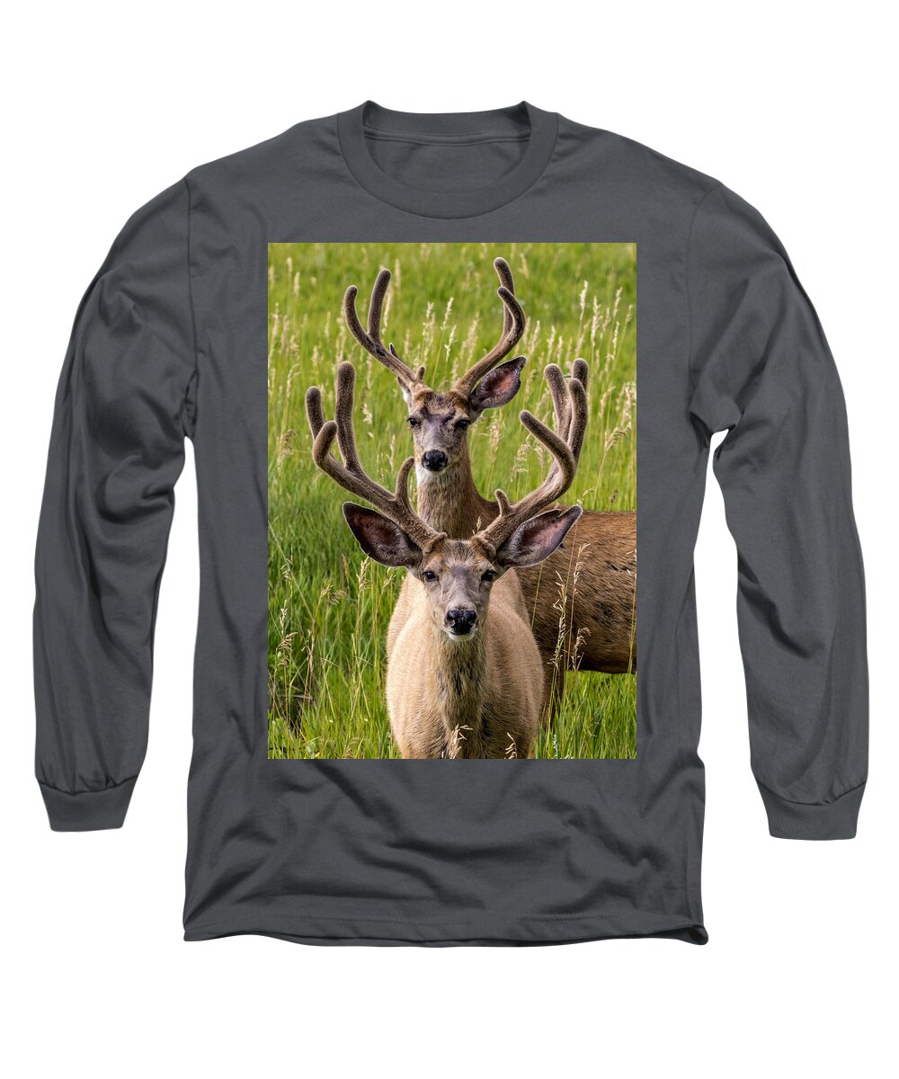 Animals Long Sleeve T-Shirt featuring the photograph Velvet Bucks by Dawn Key