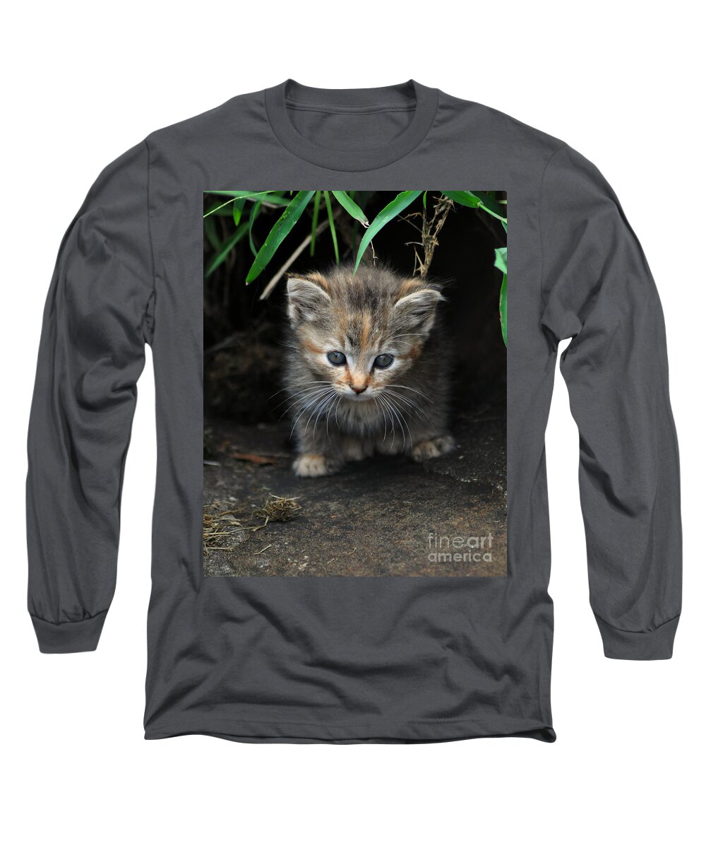 Kitten Long Sleeve T-Shirt featuring the photograph Welcome to the Jungle by Eric Liller