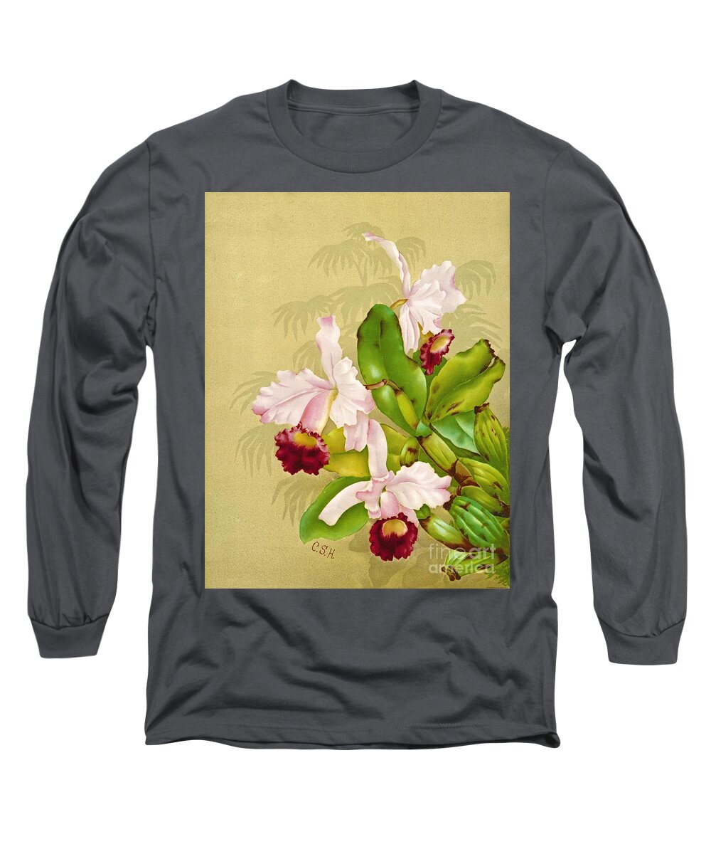 White House Orchid 1892 Long Sleeve T-Shirt featuring the photograph White House Orchid 1892 by Padre Art