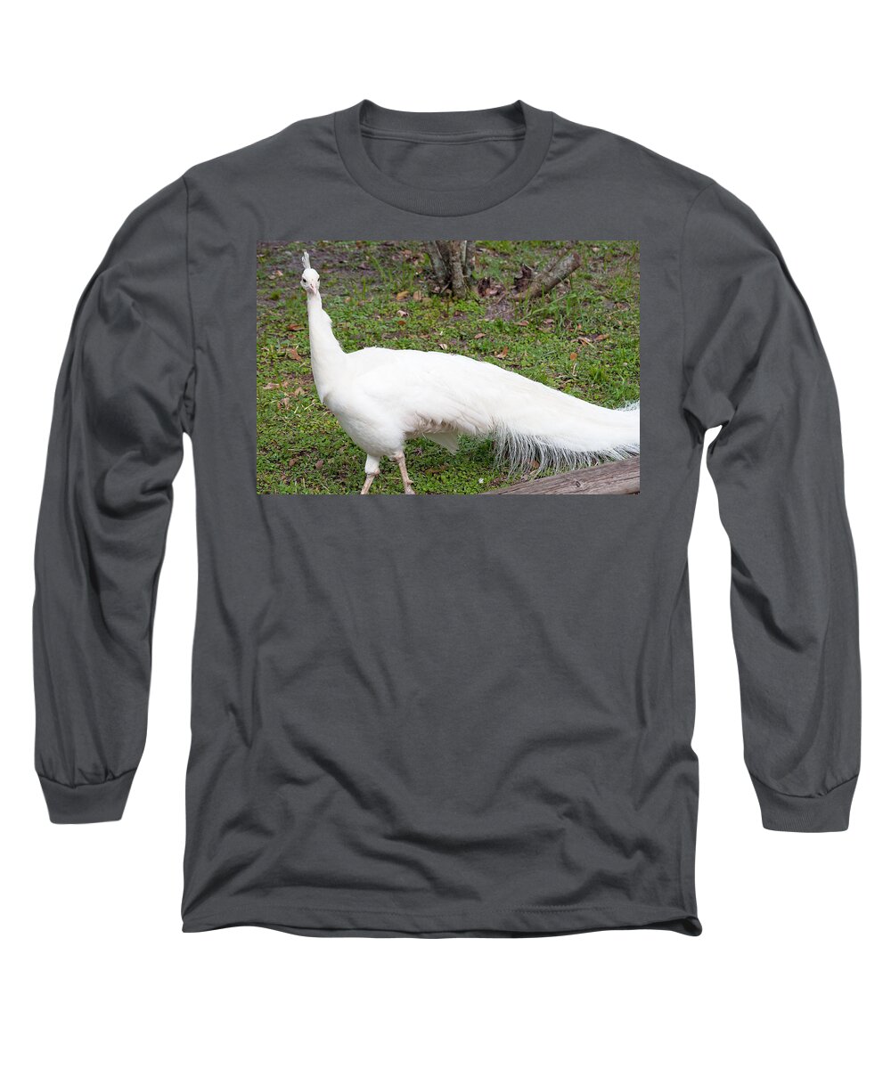 Peacock Long Sleeve T-Shirt featuring the photograph White Peacock by Kenneth Albin