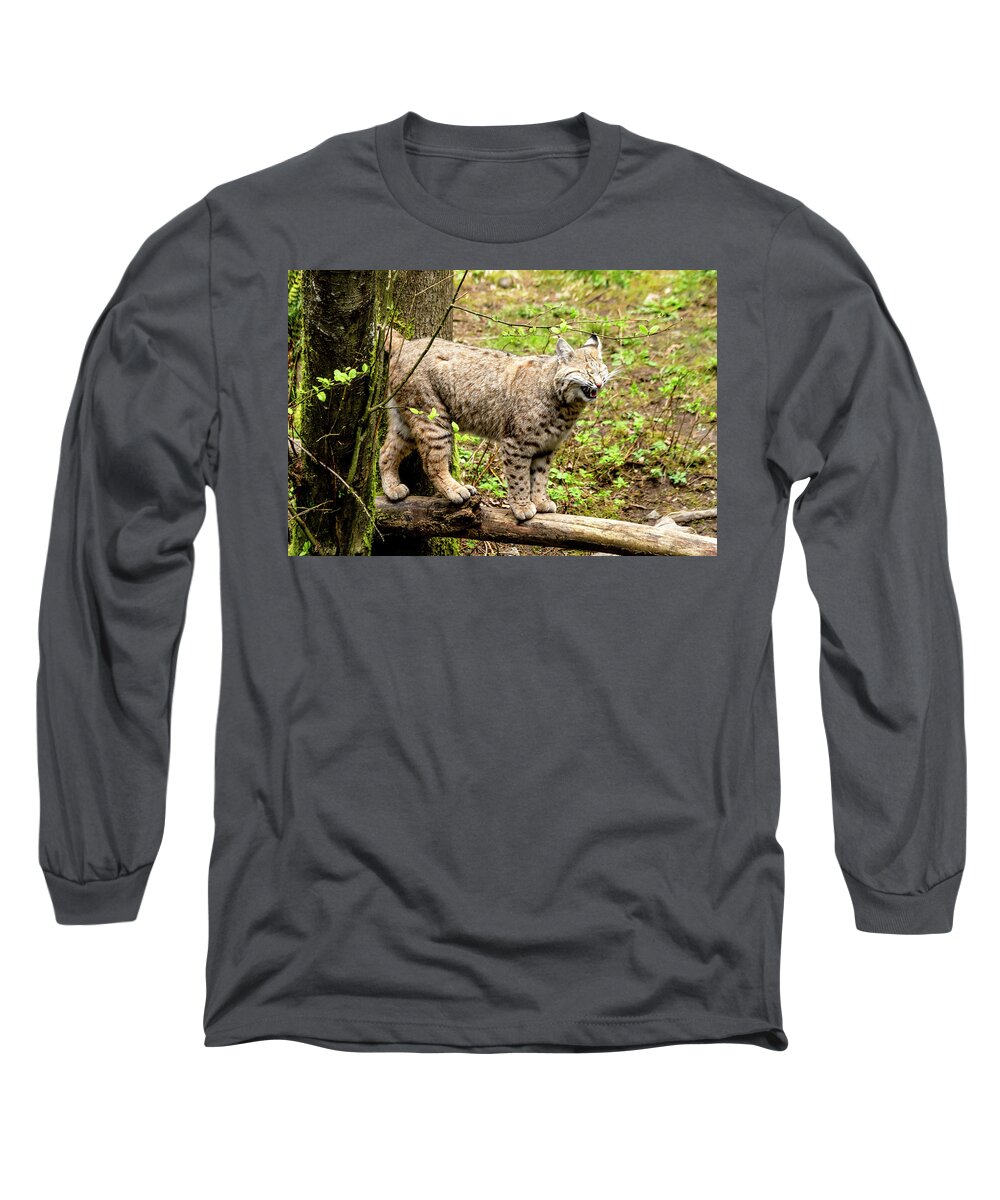 Animal Long Sleeve T-Shirt featuring the photograph Wild Bobcat in Mountain Setting by Teri Virbickis