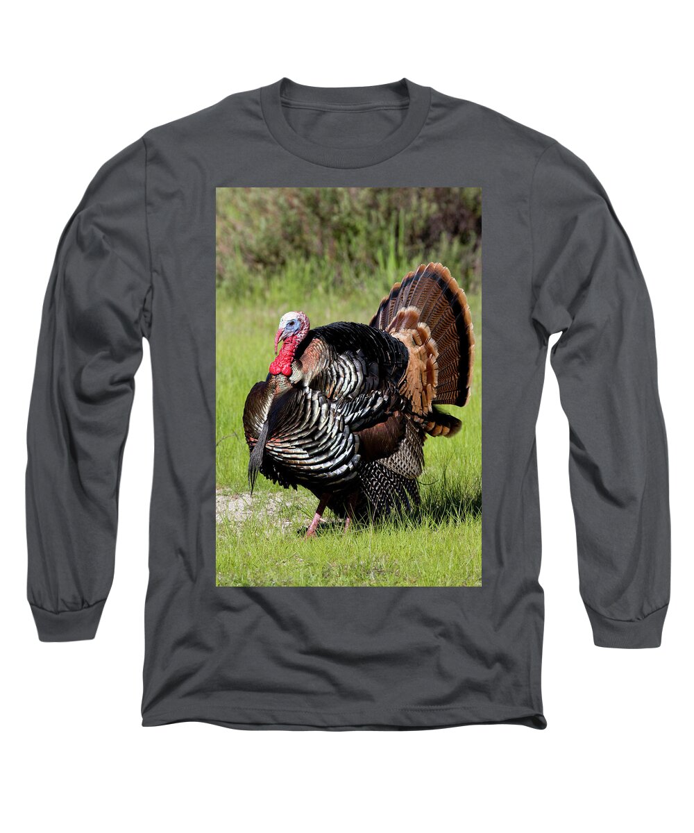 Wild Long Sleeve T-Shirt featuring the photograph Wild Turkey Display by Mark Miller