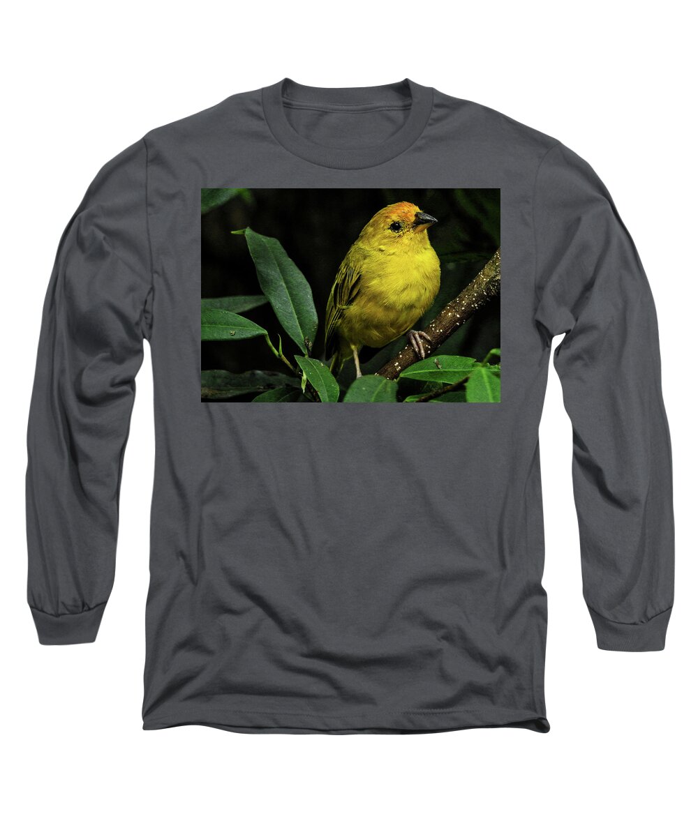 Bird Long Sleeve T-Shirt featuring the photograph Yellow bird by Pradeep Raja Prints