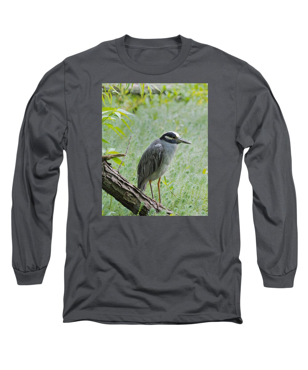 Heron Long Sleeve T-Shirt featuring the photograph Yellow-Crowned Night Heron 1 by Paula Ponath