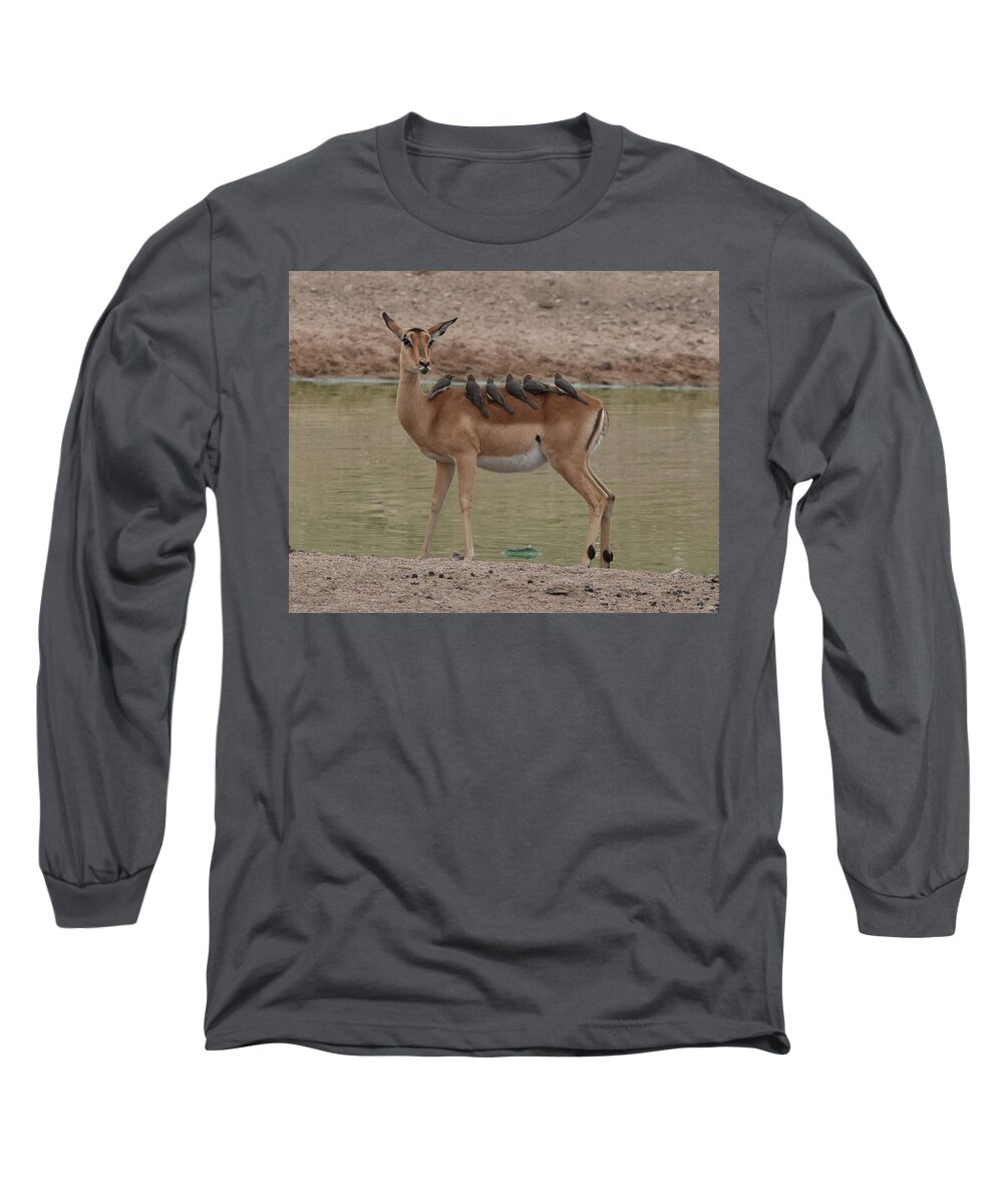 Impala Long Sleeve T-Shirt featuring the photograph Impala with Oxpeckers #1 by Ben Foster
